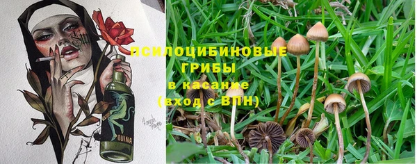 ПСИЛОЦИБИНОВЫЕ ГРИБЫ Алексин